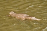 Ptakopysk podivny - Ornithorhynchus anatinus - Platypus 9282a